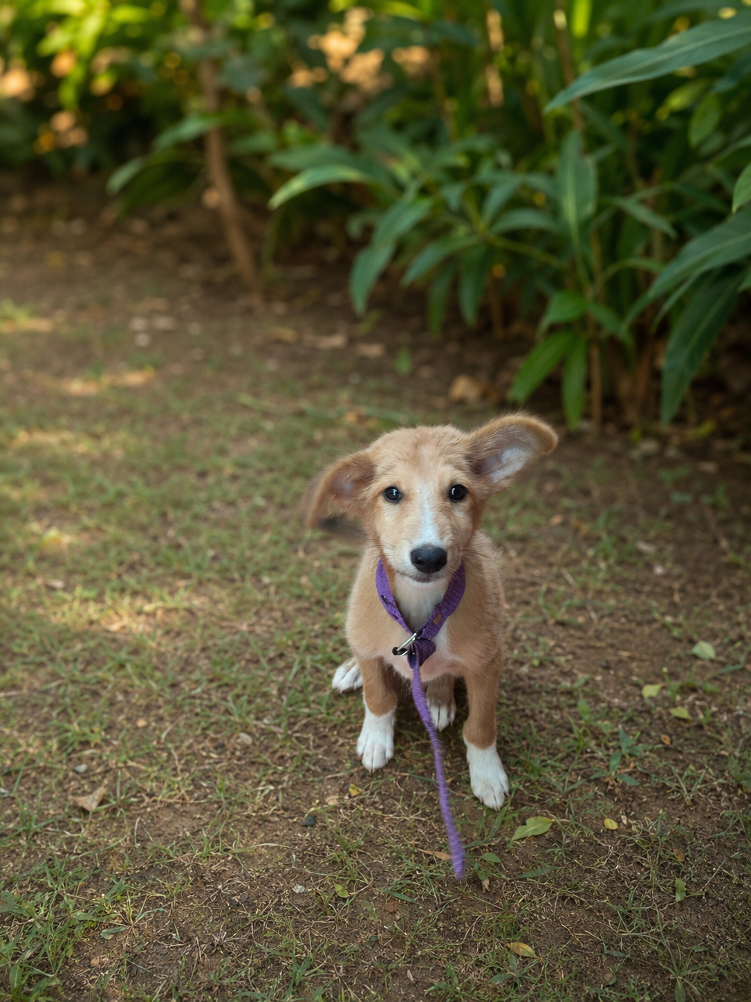 Twiddle, Adaeze Emilia Mbakwe’s dog, sitting in a peaceful garden